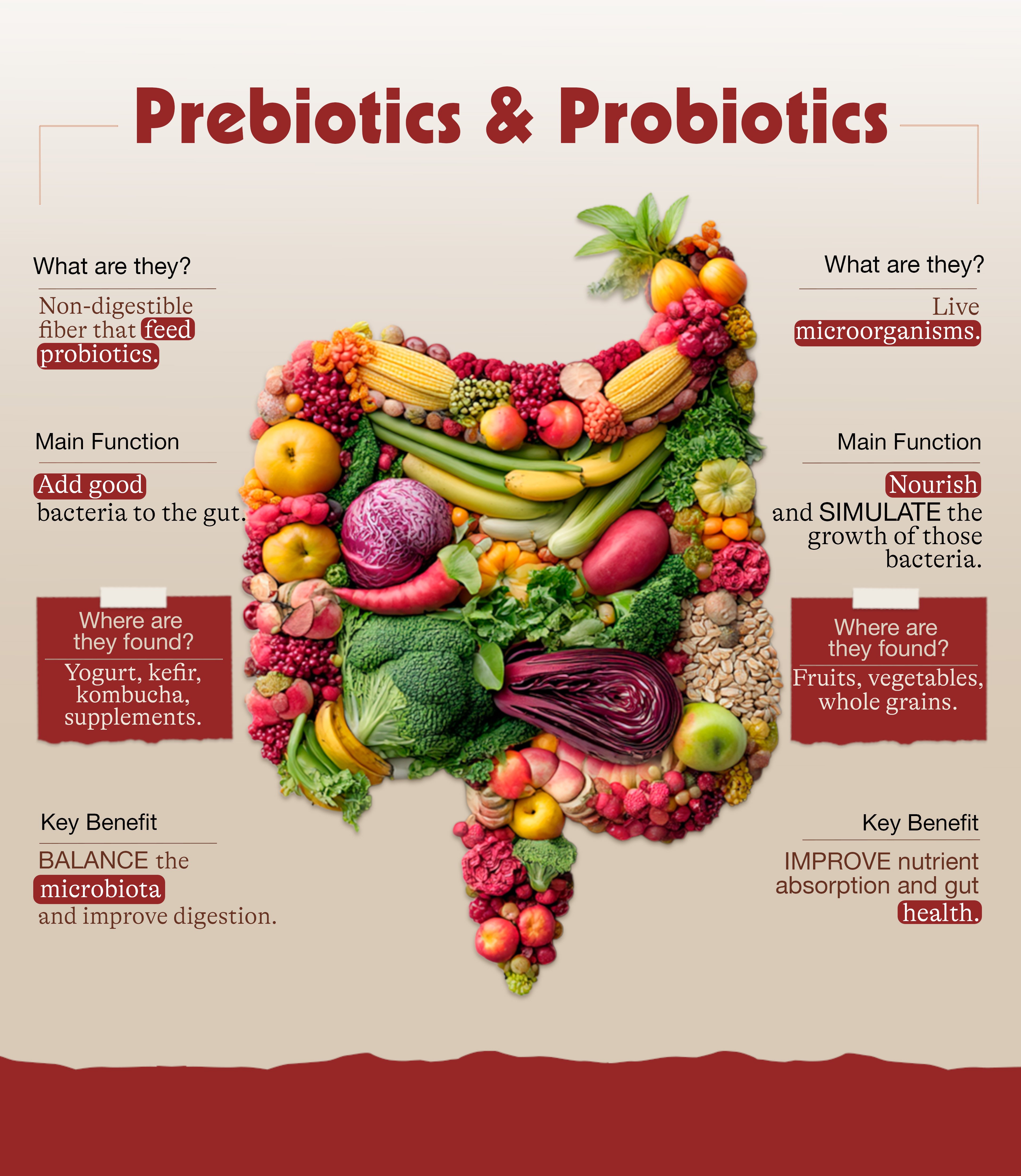 Infographic-Prebiotics-and-Probiotics-Explained-Benefits-and-Differences